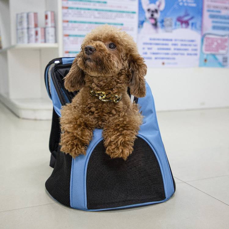 small dog backpack